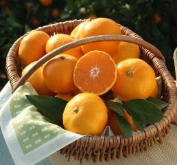 愛媛の旬の柑橘 「にしうわ特選みかん」の特産品画像