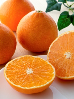愛媛の旬の柑橘 「紅まどんな」(1.7kg)の特産品画像