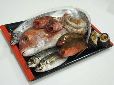 今治産鮮魚セット×2回の特産品画像