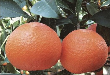 季節の柑橘(紅まどんな）の特産品画像