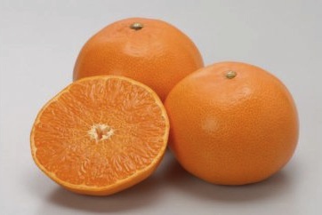 季節の柑橘(せとか）の特産品画像