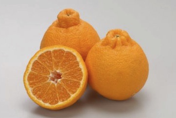 季節の柑橘(デコポン）の特産品画像
