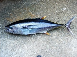 天然一本釣り　キハダマグロ　１尾の特産品画像