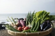 むろとの味・新鮮野菜セットの特産品画像