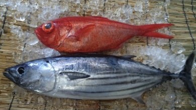 新鮮土佐魚の詰合せセットAの特産品画像