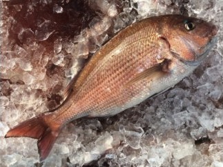 土佐宿毛の真鯛　鮮魚の特産品画像