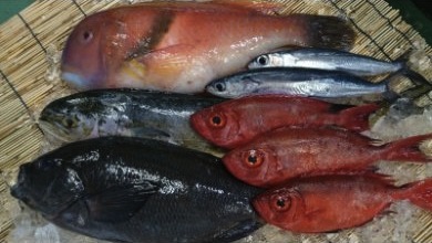 新鮮土佐魚の詰合せセットCの特産品画像