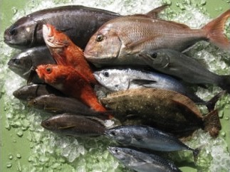 新鮮土佐魚の詰合せセットDの特産品画像