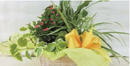 花鉢と観葉植物のセットの特産品画像