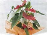 アンスリューム３本～５本花鉢の特産品画像