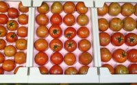 パグパグ畑 花まるトマト 2kgの特産品画像
