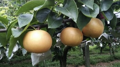 佐川の梨　たんのうセットの特産品画像