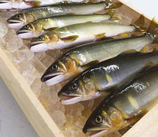四万十川上流の天然鮎　新もの　釣り鮎（4～14尾）の特産品画像