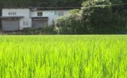 伊田郷 ほたる米 こしひかり5kgの特産品画像