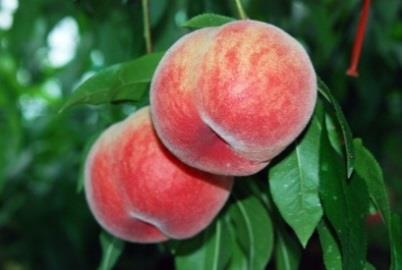 地元産の果物「桃」の特産品画像