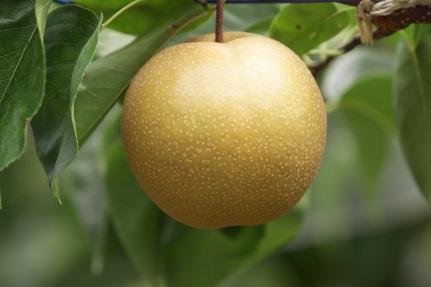 地元産の果物「幸水梨」の特産品画像