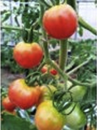 トマトの特産品画像