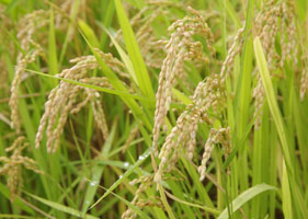 有機肥料使用減農薬米　元気つくし(5kg)の特産品画像