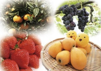 岡垣町の美味しい四季を体験（びわ・巨峰・みかん・いちご）の特産品画像