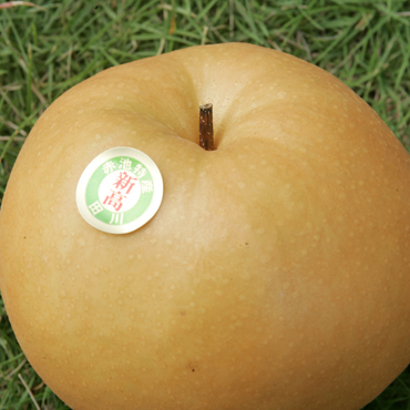 赤池梨の人気品種｢新高｣を数量限定で受付！｢赤池梨(中箱)｣2.5kgの特産品画像