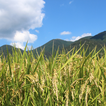福智山麓が育むブランド米「上野の里米」食べ比べセットの特産品画像