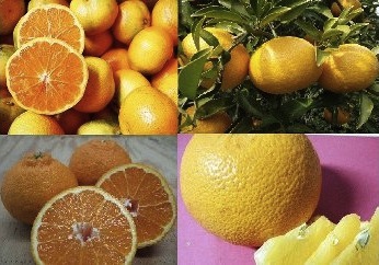 鹿島柑橘倶楽部の特産品画像