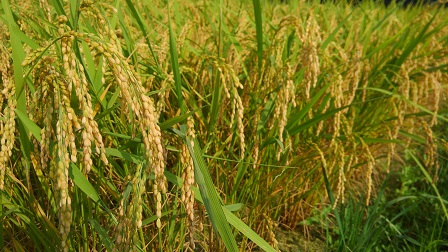 久賀島の米の特産品画像