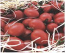 【小腹が空いた時にもおススメ】 宇城産 アイコミニトマト　１kgの特産品画像