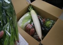 【宇城の新鮮な野菜】 季節の野菜(豊野の幸)の特産品画像