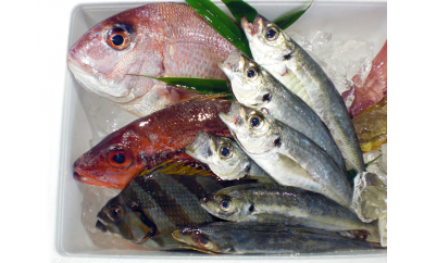天然地魚3kgセットの特産品画像