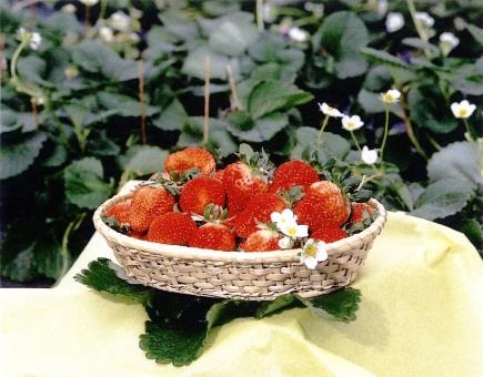 球磨産 イチゴの特産品画像