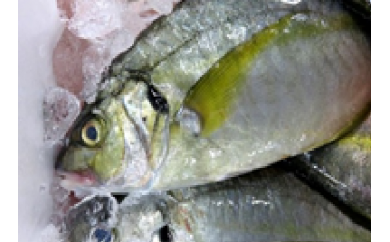 ☆海の直売所☆活神経締め！大人気シマアジとマダイの新鮮鮮魚セットの特産品画像