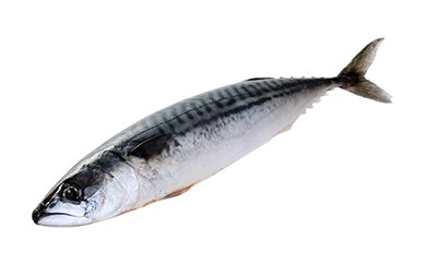 「愛海の恵み」　大分豊後水道産 天然真鯖(約2kg　3～4本）の特産品画像