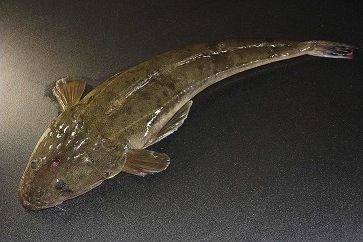 「愛海の恵み」大分豊後水道産 天然マゴチ(約2kg　1～2本）の特産品画像