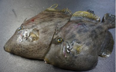 「愛海の恵み」大分豊後水道産 養殖カワハギ(約2kg　4～8枚）の特産品画像