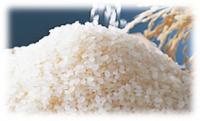 山香ゆうきの会の米10kg　※11月～の特産品画像