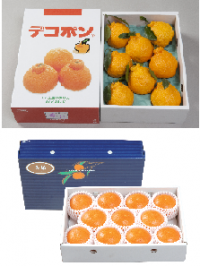 柑橘セット（デコポン・美娘）の特産品画像